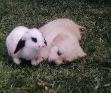 Fotos de perros